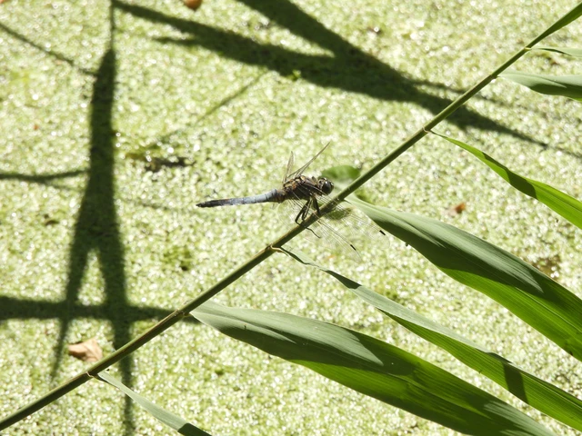 Orthetrum cancellatum - feketefarkú pásztorszitakötő