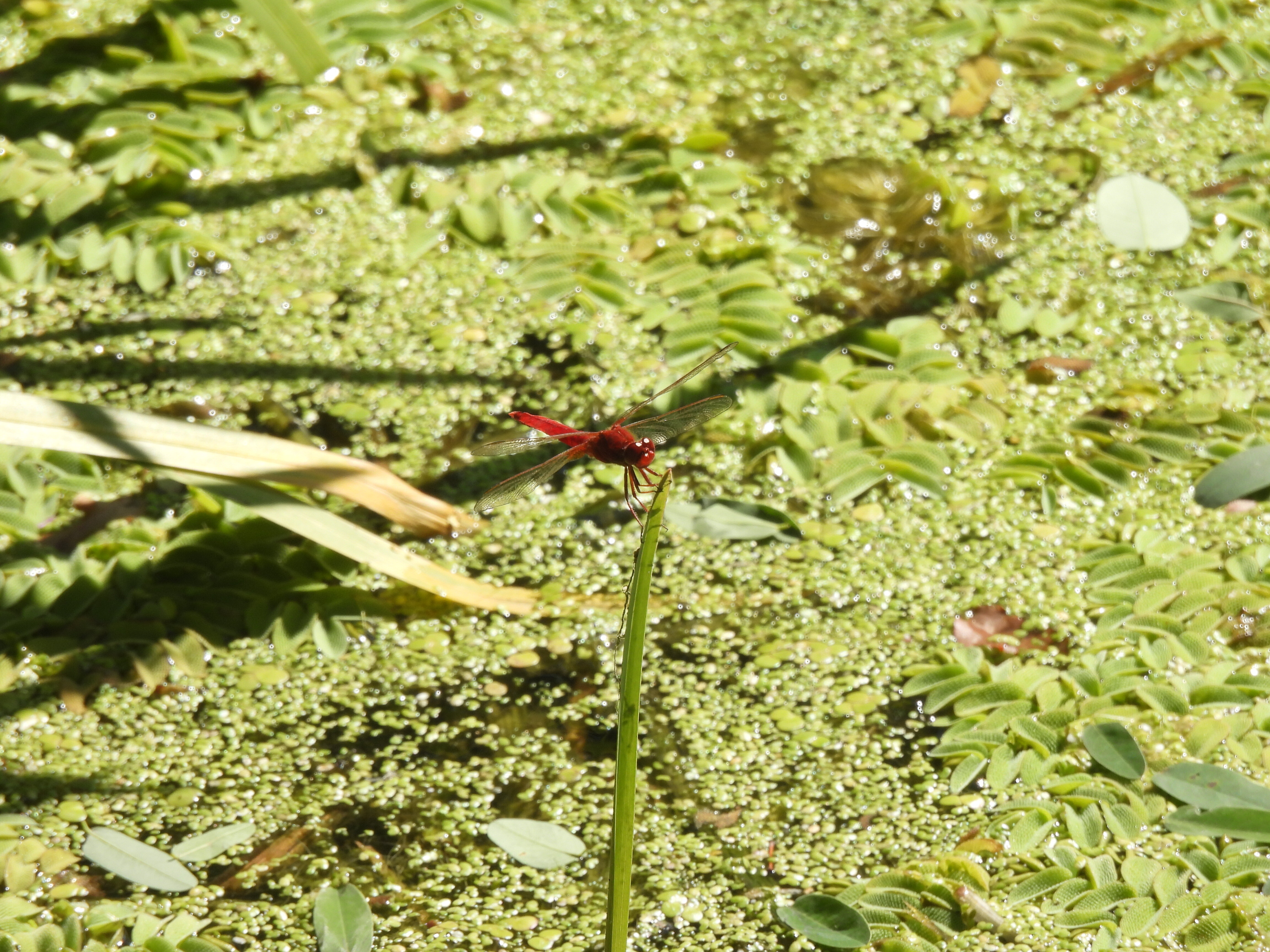Crocothemis erythraea - skarlát szitakötő