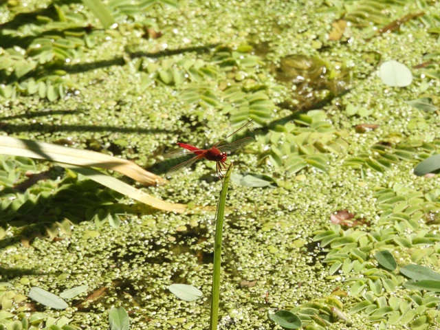 Crocothemis erythraea - skarlát szitakötő
