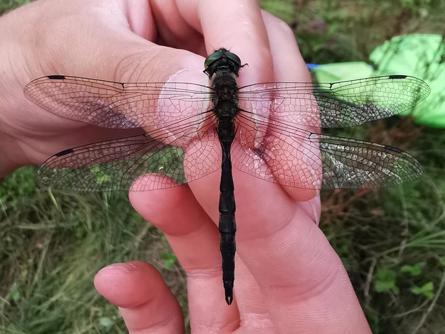 Somatochlora flavomaculata - sárgafoltos smaragdszitakötő Somatochlora flavomaculata - sárgafoltos smaragdszitakötő