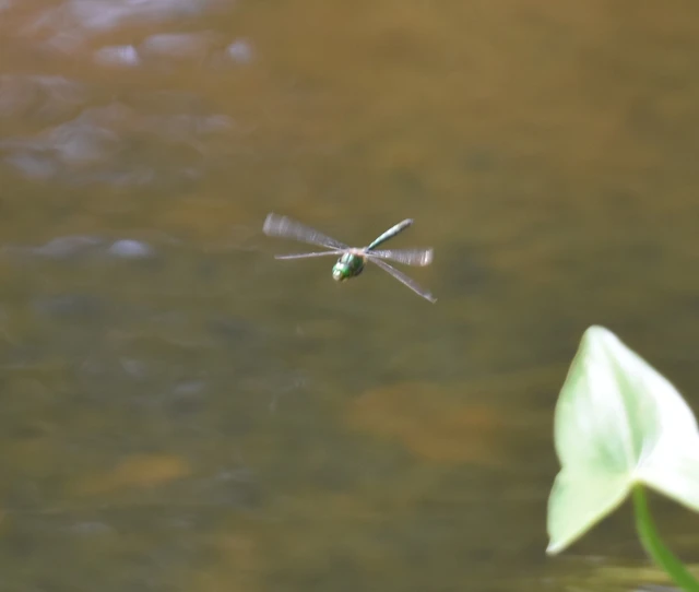 Somatochlora metallica - északi smaragdszitakötő Somatochlora metallica - északi smaragdszitakötő