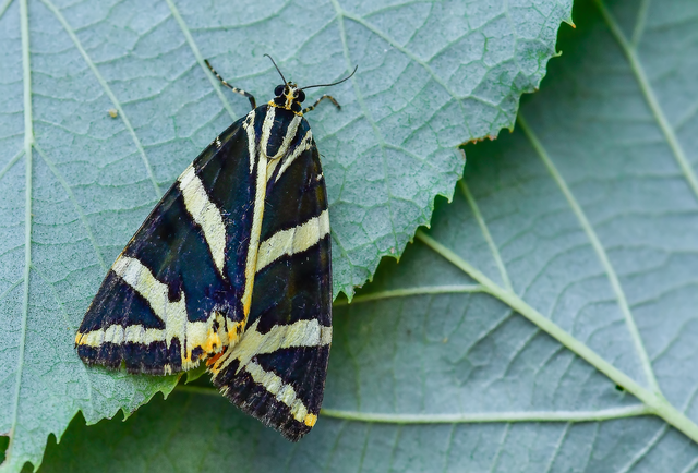Euplagia quadripunctaria - csíkos medvelepke Euplagia quadripunctaria - csíkos medvelepke