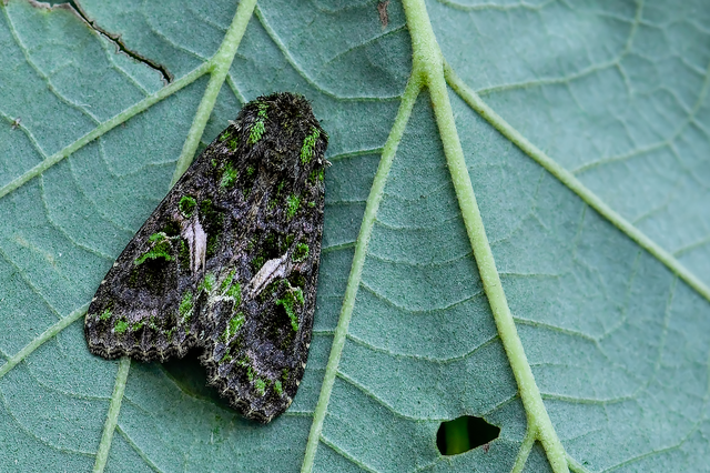 Trachea atriplicis - nyári zöldbagoly