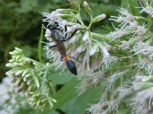 Ammophila sabulosa - homoki hernyóölődarázs Ammophila sabulosa - homoki hernyóölődarázs