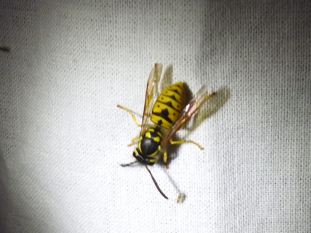 Vespula Vespula