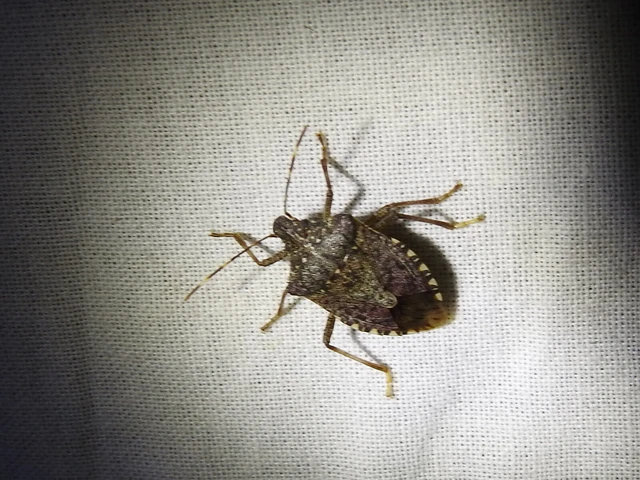 Halyomorpha halys - ázsiai márványospoloska
