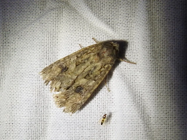 Hadula trifolii - lóherebagoly Hadula trifolii - lóherebagoly
