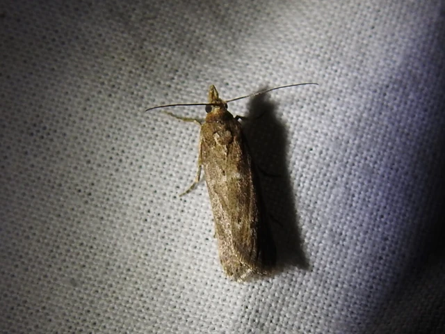 Microlepidoptera - Molylepkék Microlepidoptera - Molylepkék