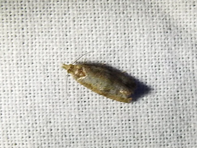 Microlepidoptera - Molylepkék Microlepidoptera - Molylepkék