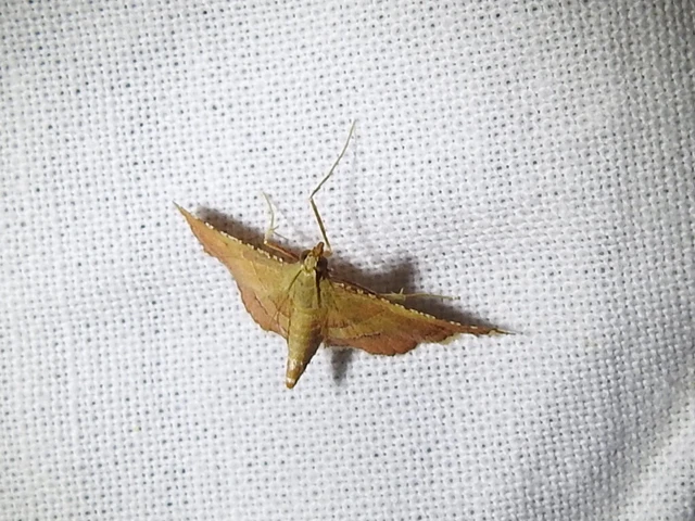 Endotricha flammealis - tüzesszárnyú fényilonca Endotricha flammealis - tüzesszárnyú fényilonca