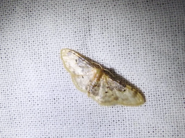 Idaea filicata - sötéttövű apróaraszoló Idaea filicata - sötéttövű apróaraszoló