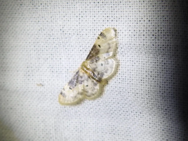 Idaea filicata - sötéttövű apróaraszoló Idaea filicata - sötéttövű apróaraszoló