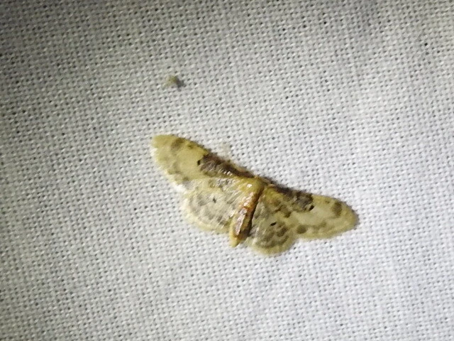 Idaea filicata - sötéttövű apróaraszoló Idaea filicata - sötéttövű apróaraszoló