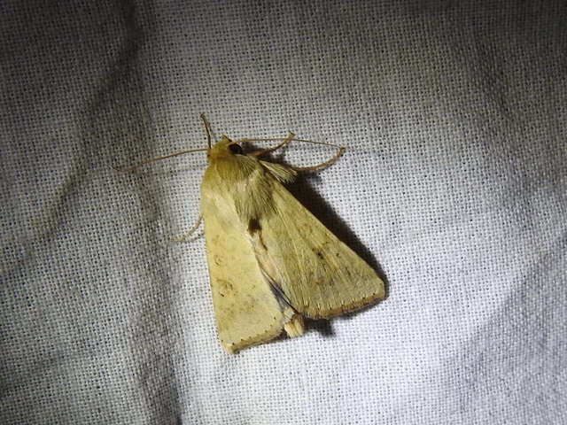 Helicoverpa armigera - kukorica-veteménybagoly Helicoverpa armigera - kukorica-veteménybagoly