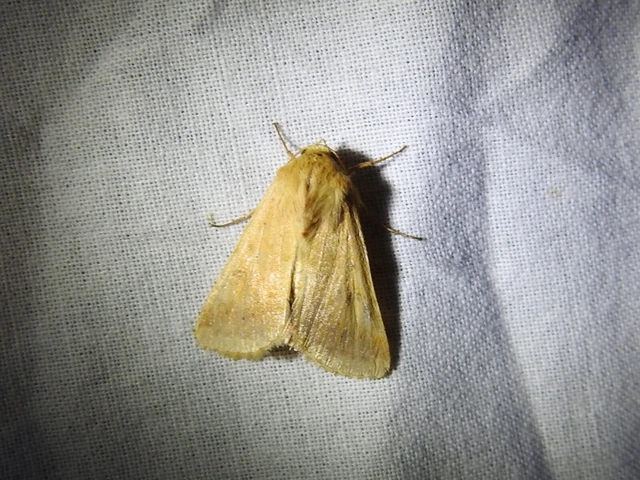 Helicoverpa armigera - kukorica-veteménybagoly Helicoverpa armigera - kukorica-veteménybagoly