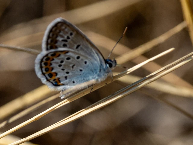 Plebejus argus - ezüstös boglárka Plebejus argus - ezüstös boglárka
