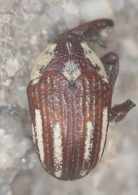 Alcidodes karelinii - pompás szulákormányos Alcidodes karelinii - pompás szulákormányos