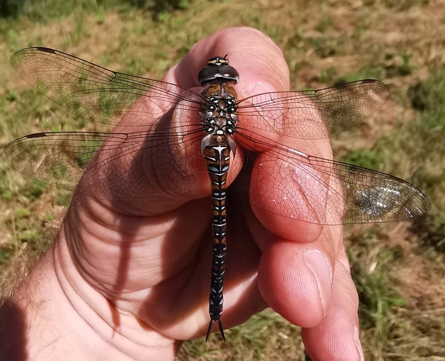 Aeshna mixta - kései karcsúacsa