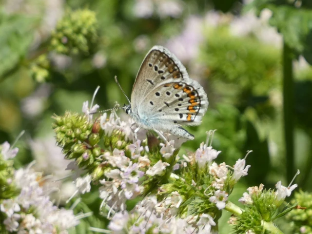 Plebejus argus - ezüstös boglárka Plebejus argus - ezüstös boglárka
