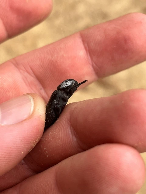 Capnodis tenebrionis - kökény-tükrösdíszbogár Capnodis tenebrionis - kökény-tükrösdíszbogár