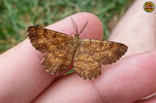 Ematurga atomaria - barna rétiaraszoló