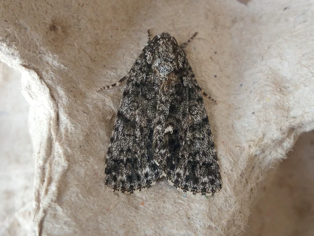 Acronicta rumicis - sóska-szigonyosbagoly Acronicta rumicis - sóska-szigonyosbagoly