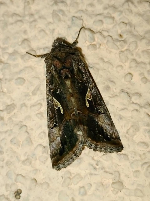 Autographa gamma - gammalepke
