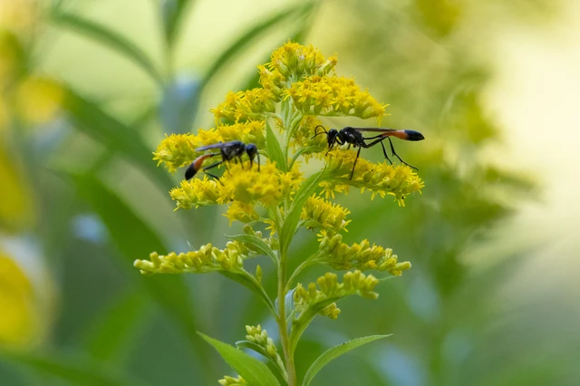 Ammophila Ammophila