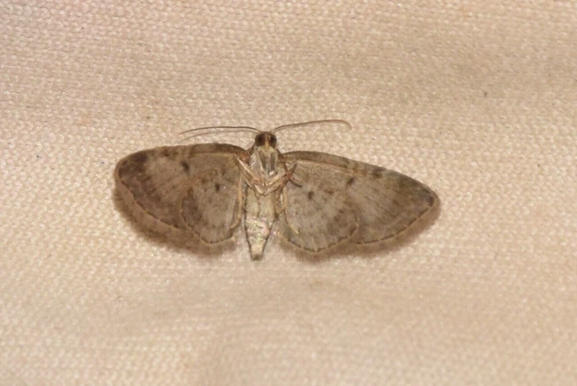 Eupithecia tenuiata - sötétszegélyű törpearaszoló Eupithecia tenuiata - sötétszegélyű törpearaszoló