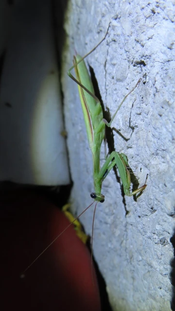 Mantis religiosa - imádkozósáska Mantis religiosa - imádkozósáska