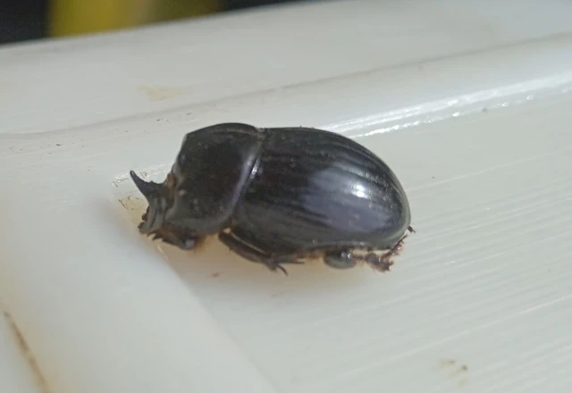 Copris lunaris - közönséges holdszarvú-ganéjtúró