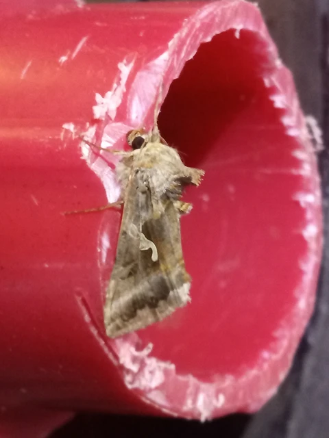 Autographa gamma - gammalepke