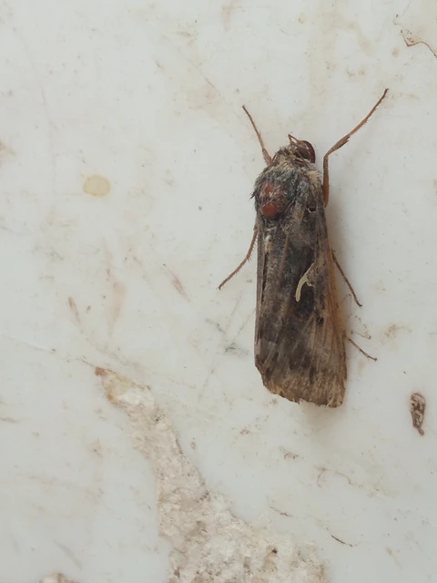 Autographa gamma - gammalepke