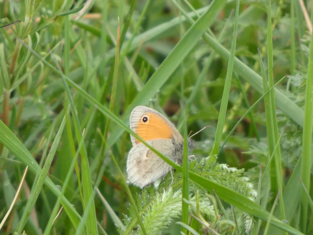 Coenonympha pamphilus - kis szénalepke Coenonympha pamphilus - kis szénalepke