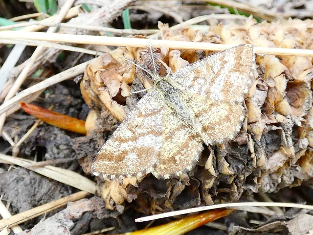 Ematurga atomaria - barna rétiaraszoló