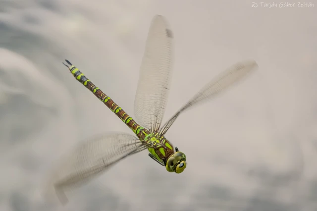 Aeshna cyanea - sebes karcsúacsa Aeshna cyanea - sebes karcsúacsa