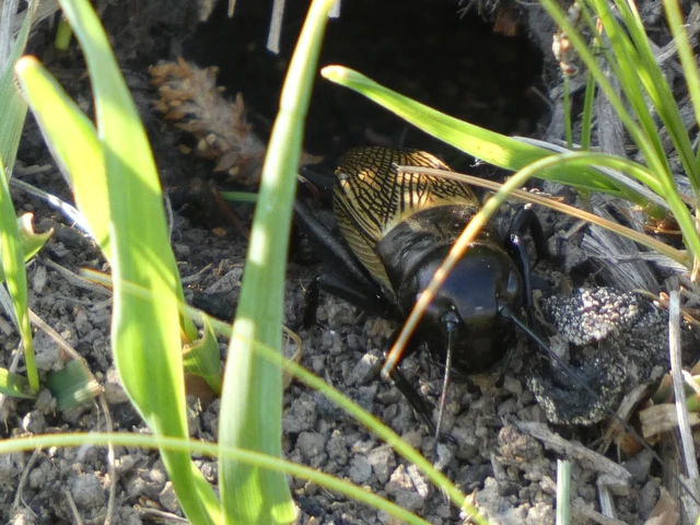 Gryllus campestris - mezei tücsök