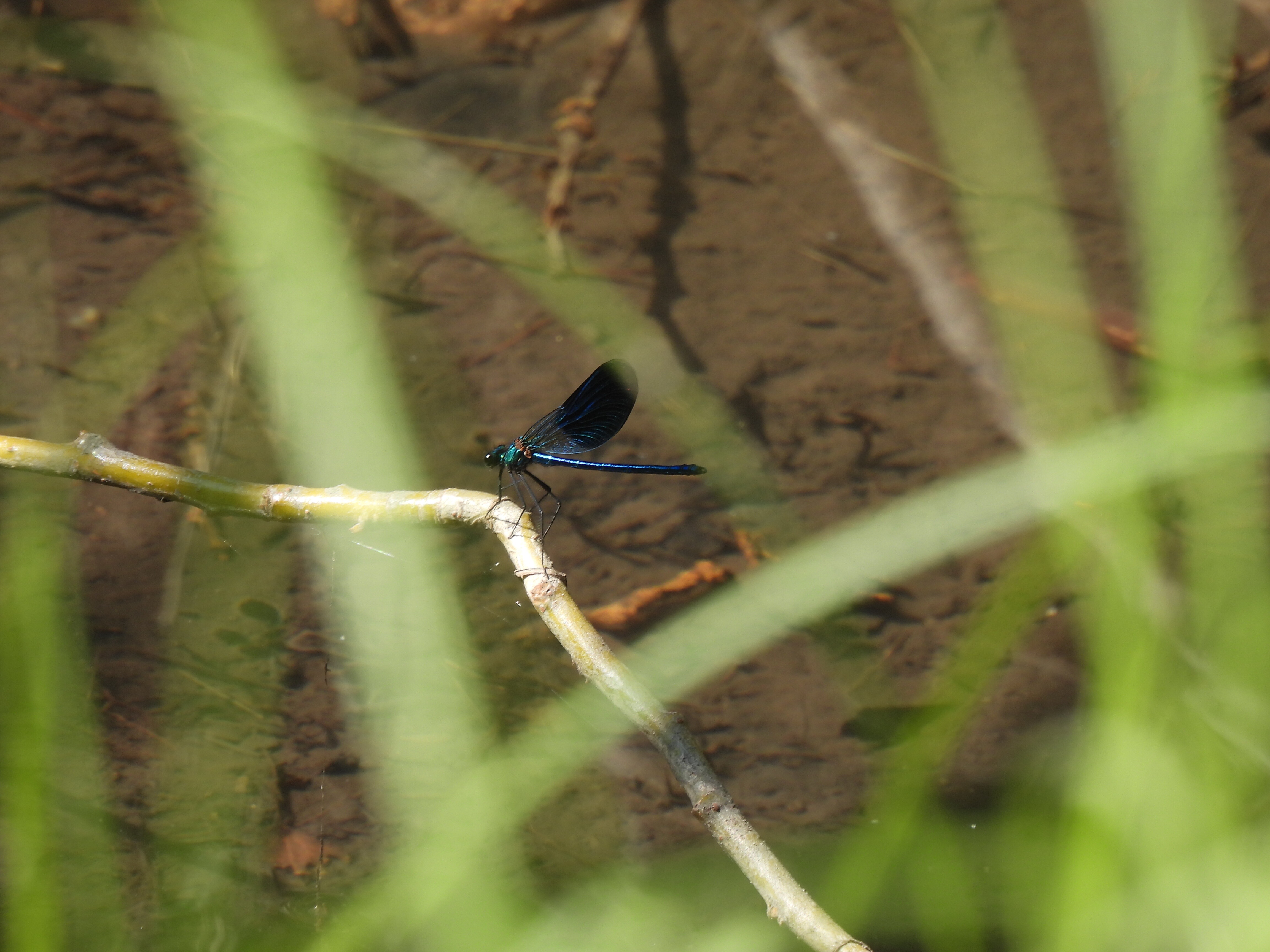Calopteryx splendens - sávos szitakötő Calopteryx splendens - sávos szitakötő