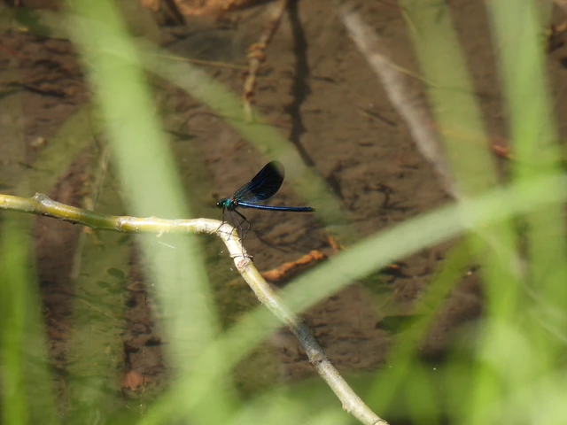 Calopteryx splendens - sávos szitakötő Calopteryx splendens - sávos szitakötő