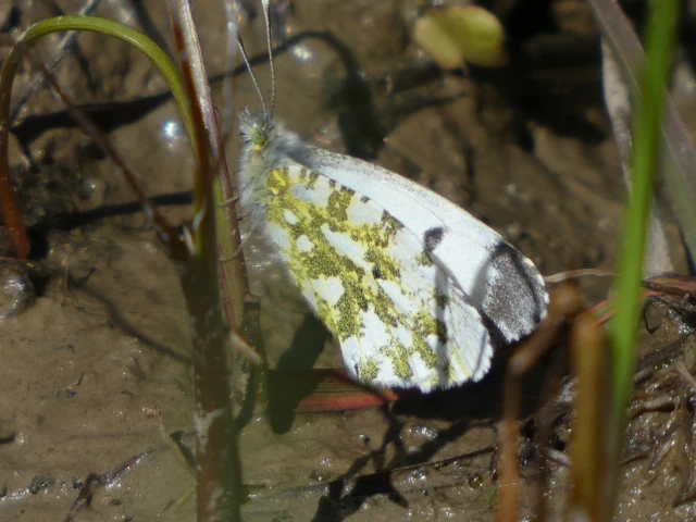 Anthocharis cardamines - hajnalpírlepke