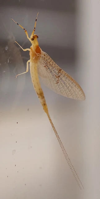 Ephemera glaucops