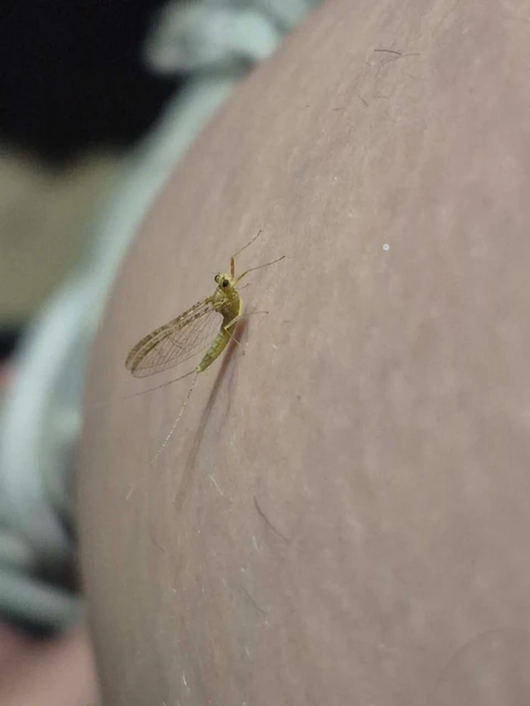 Cloeon dipterum - elevenszülő kérész Cloeon dipterum - elevenszülő kérész