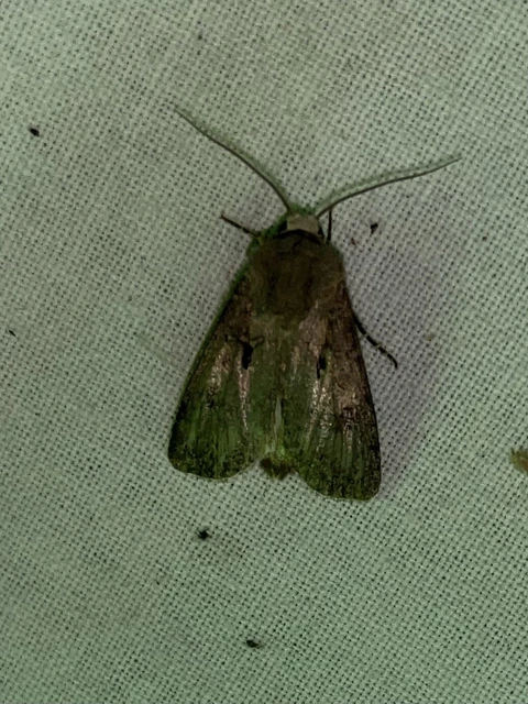 Agrotis exclamationis - felkiáltójeles földibagoly