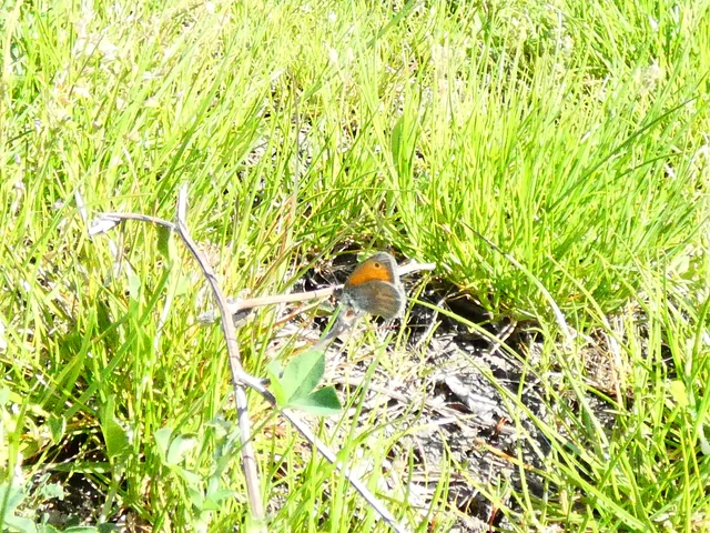 Coenonympha pamphilus - kis szénalepke Coenonympha pamphilus - kis szénalepke