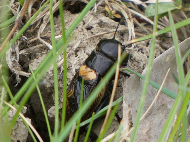 Gryllus campestris - mezei tücsök