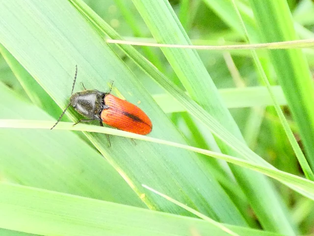 Ampedus sanguinolentus - középfoltos pattanó