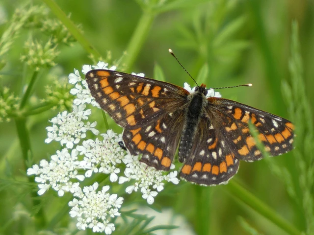 Euphydryas maturna - díszes tarkalepke