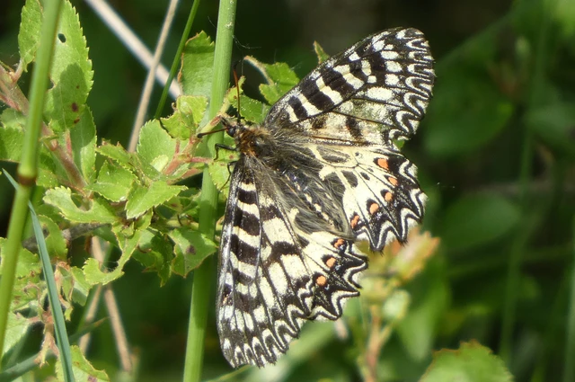 Zerynthia polyxena - farkasalmalepke Zerynthia polyxena - farkasalmalepke