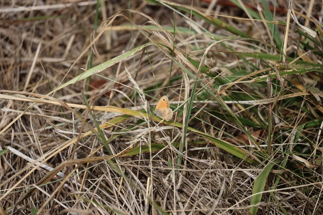 Coenonympha pamphilus - kis szénalepke Coenonympha pamphilus - kis szénalepke