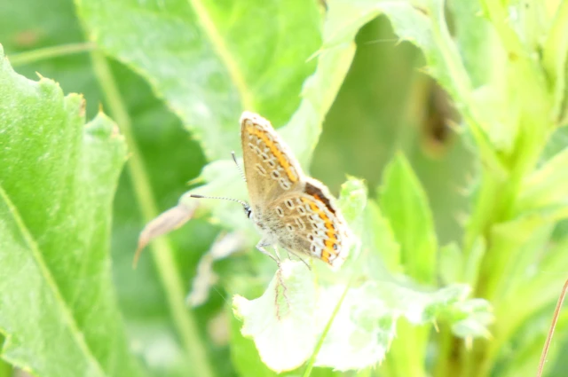 Plebejus argus - ezüstös boglárka Plebejus argus - ezüstös boglárka